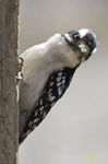 Downy Woodpecker